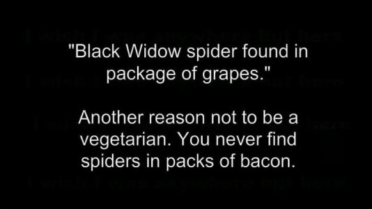 spider.jpeg