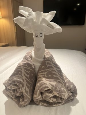 towel animal.jpeg