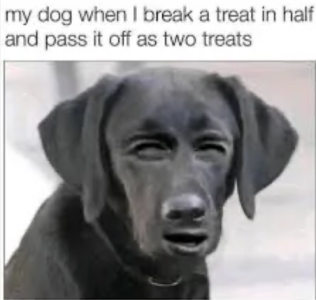 dog.png