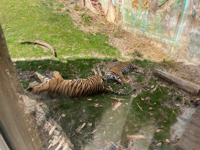 IMG_3786.jpeg
