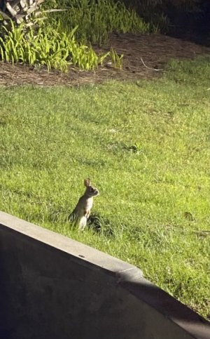 IMG_4247.jpeg