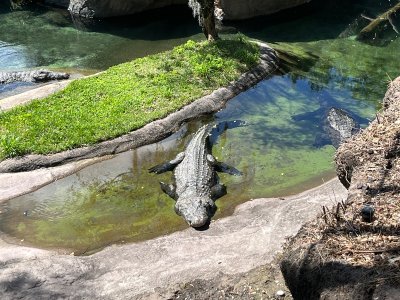 IMG_3898.jpeg