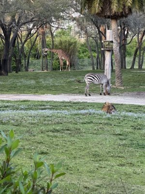 IMG_0782.jpeg