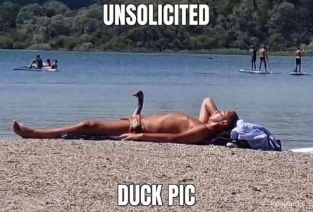 duck pic.jpg