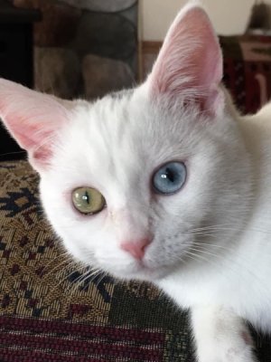 IMG_0001.jpeg