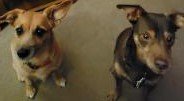dogs2.jpg