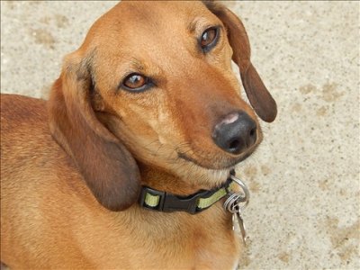 Duke_closeup9.jpg