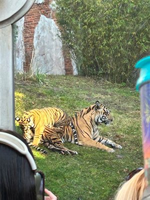 IMG_4061.jpeg