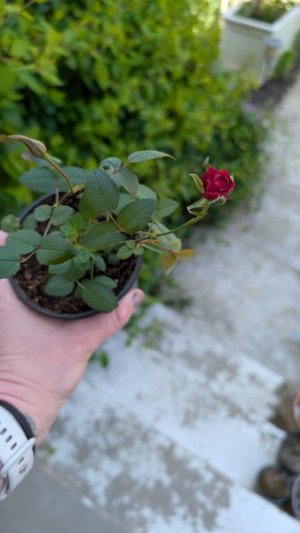 PXL_20250418_135749993.jpg