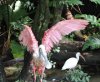 Fpinkflamingo2.jpg