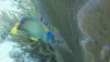 fish2.jpg