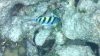 fish3.jpg