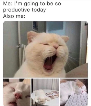 cat.png