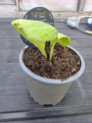 baby courgettes.jpg