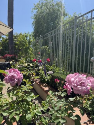 IMG_0450.jpeg