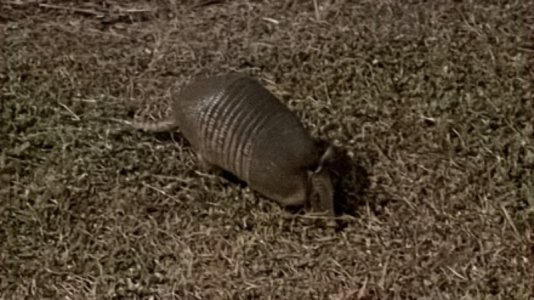 IMG_8222.jpeg