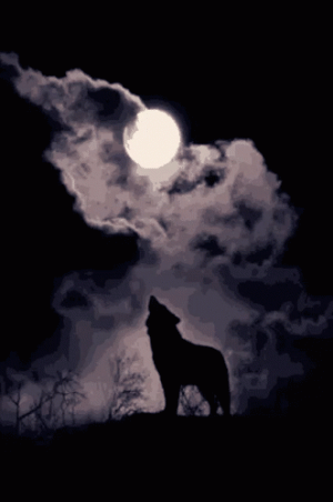 IMG_5482.gif IMG_5482.gif