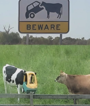 beware-guys-v0-8og25x57gaze1.png