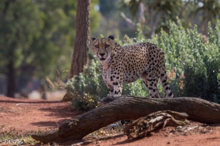 250222 Werribee Zoo-4342.jpg