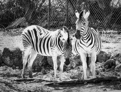 Zebra .jpg