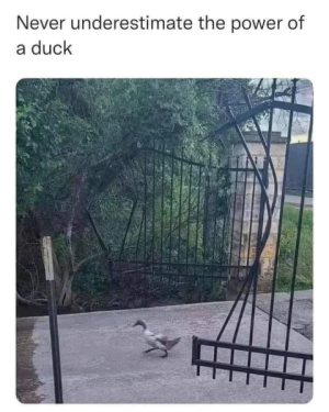 duck.png