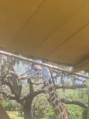 IMG_3588.jpeg
