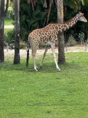IMG_7411.jpeg