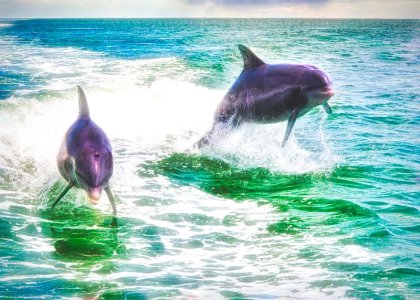 Sanibel Dolphin-Edit.jpeg