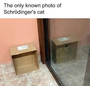 cat.jpg