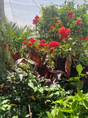 IMG_1813.jpeg
