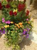 Italy flowers.jpg