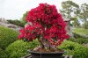 bonsai.jpg