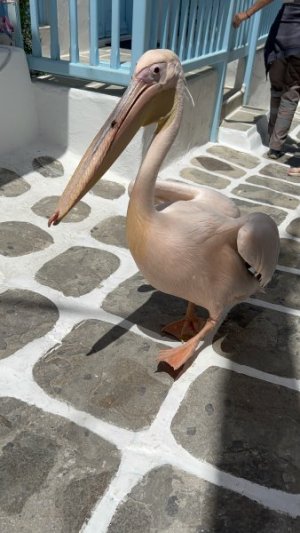 Mykonos2.jpeg Mykonos2.jpeg