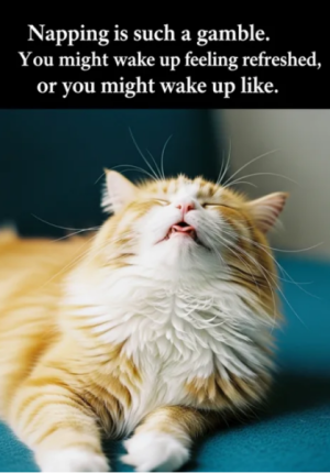 naps.png
