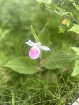 IMG_6526.jpeg