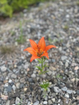 IMG_6531.jpeg