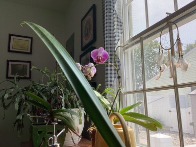 IMG_6332.jpeg