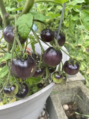 IMG_1957.jpeg