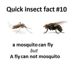 Flies.jpg