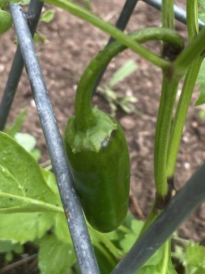 IMG_1950.jpeg