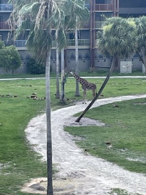 IMG_2806.jpeg