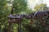 Trex.jpg