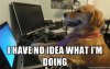 no_idea_dog.jpg