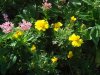 flowers.jpg