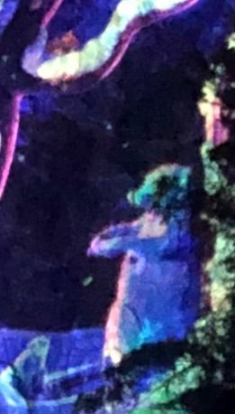 IMG_1452.jpeg