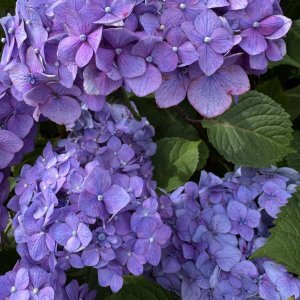 IMG_0078.jpeg