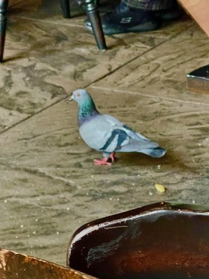 IMG_5287.jpeg