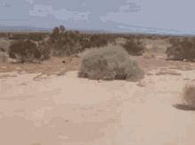 IMG_1645.gif