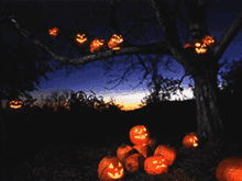IMG_5989.gif