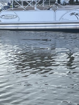 IMG_2962.jpeg